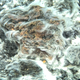 Thiolava veneris.
